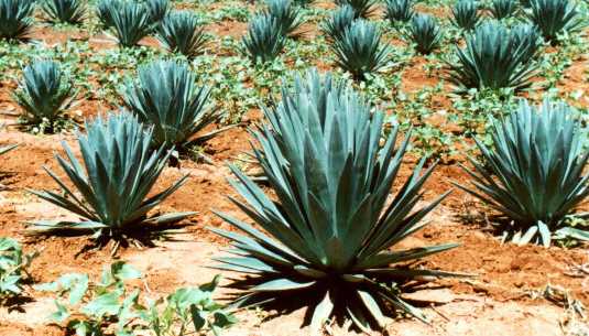 Sisal, Agave Plant, Fibers & Uses